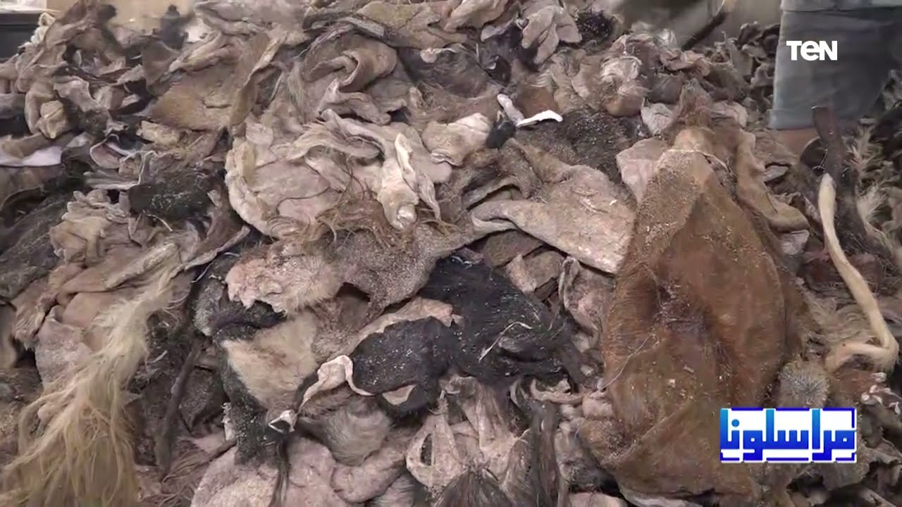 صناعة الجلود في مصر.. حرفة تعاصر حضارة 7000 سنة