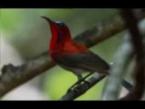 Suara Mantab Kolibri Betina Mikat Jantan Gacor I Terapi Pikat