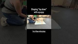 Shaping the “lay down” behavior #puppytraining #puppy #labpuppy #santarosadogtrainer