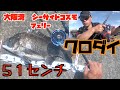 意外と特大の魚が、大阪湾で釣れます。落とし込み・ヘチ釣りをしてみませんか　シーズン到来　釣りに行きたくなる動画　黒鯛　年無し