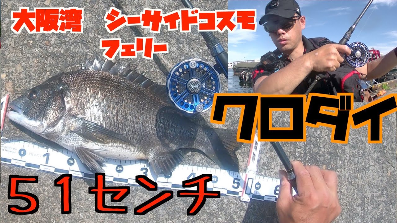 意外と特大の魚が 大阪湾で釣れます 落とし込み ヘチ釣りをしてみませんか シーズン到来 釣りに行きたくなる動画 黒鯛 年無し Youtube