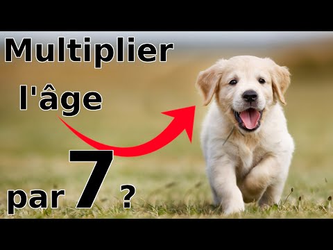Vidéo: Existe-t-il un moyen de connaître l'âge d'un chien ?