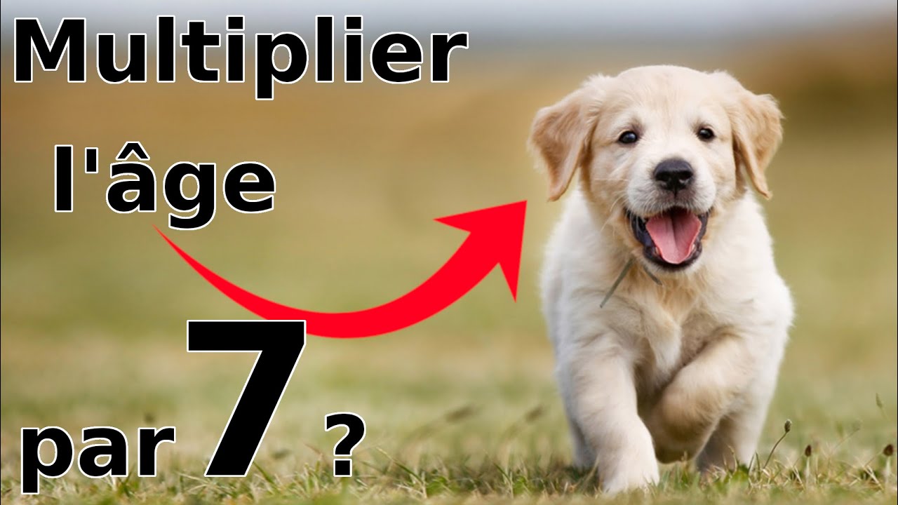 Transformer l'âge des chiens en âge humain. YouTube — free download