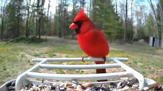 Michigan red birds