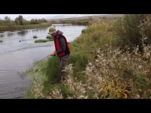 კალმახი სპინინგით