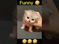 #cat #funny #pets #cute