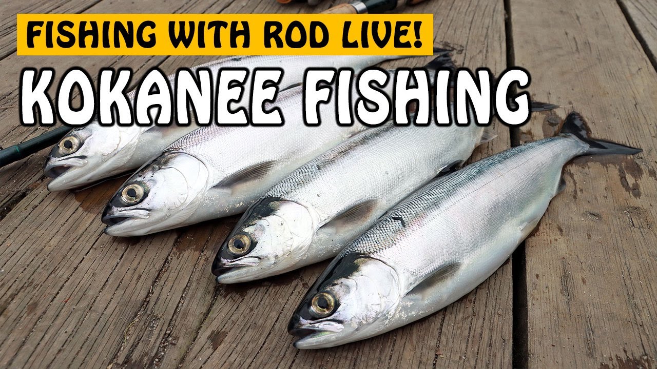 Come Kokanee Fishing with Me!  Fishing with Rod Live 