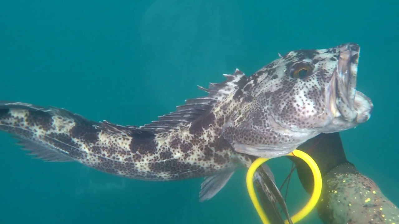 California Spearfishing in July YouTube