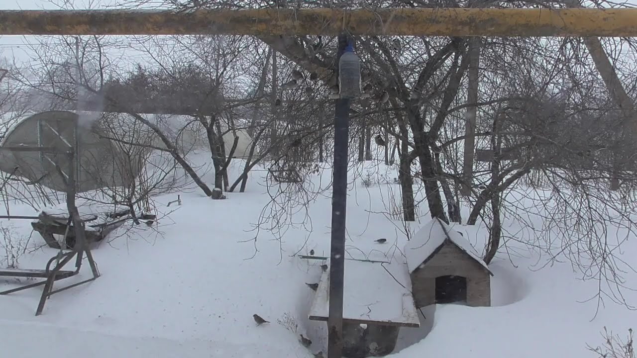 Сельские воробьи и синицы в февральскую метель.