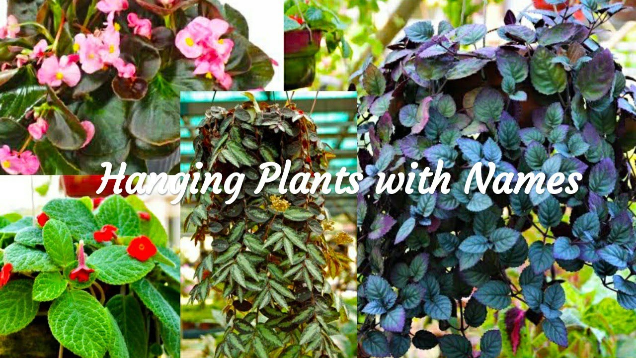 hanging myplants 15 തരം hanging plants/15types of hanging plants with Names DejaVu