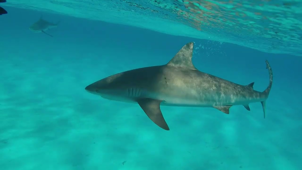 Swimming and feeding Bull Sharks
