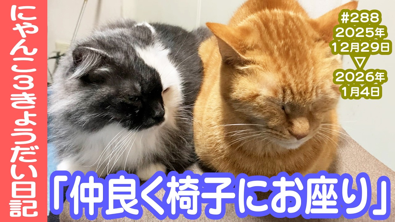 にゃんこ3きょうだい日記 #288 Diary of 3Cats [Dec.29/2025-Jan.4