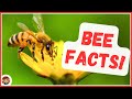 Buzzing Bee Facts for Kid and Animal Lovers | Educational Videos for Kids