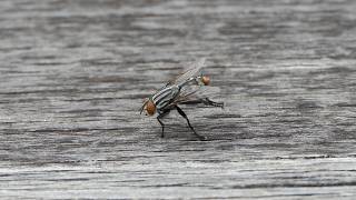 Flesh Fly freshens up