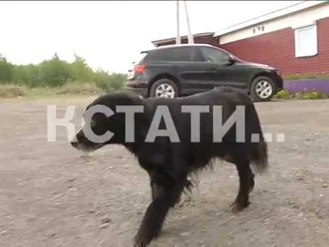 Собаки разорвали машину