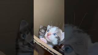 4 weeks old #kitten #england #london #cat #cute #cutepets #catvideos #tabby #ukcat #lovelycat