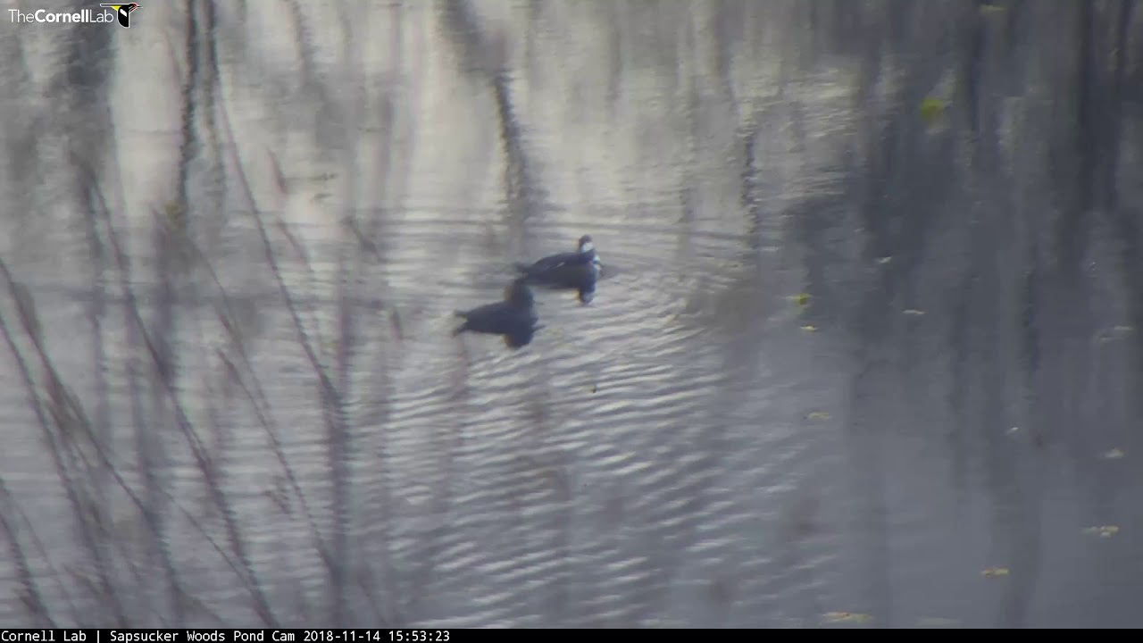 Hooded Mergansers Skate Across Sapsucker Woods Pond – Nov. 14, 2018
