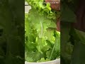 BEAUTIFUL LETTUCE FROM THE GARDEN TODAY