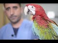 AVES - El Ara cloróptera, un guacamayo gigante, de los más grandes del mundo