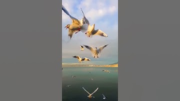 رب السموات والارض القارئ اسد حمود