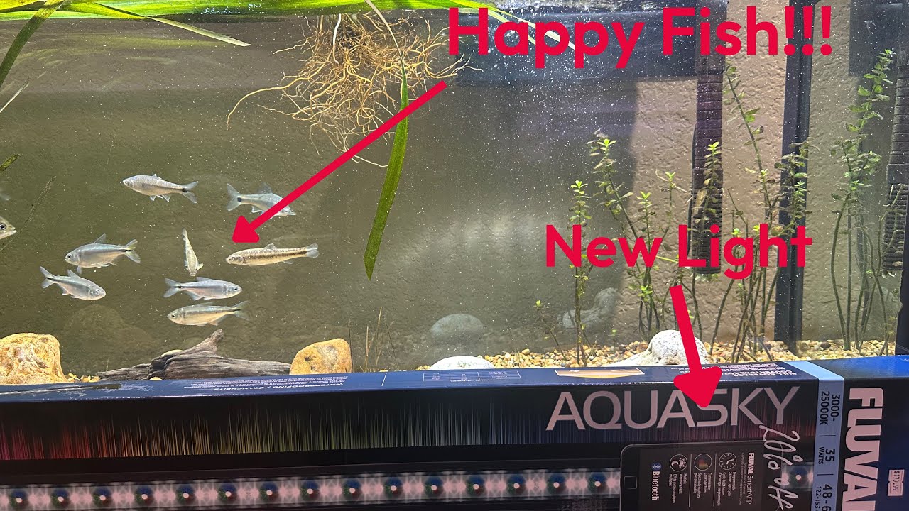 We won the Algae Wars and got a new light!!! 