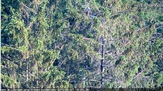 TZ Video 2015 06 07 180400 HUDSON FLIES FROM TOP OF TREE, GBH ON 2014 NEST