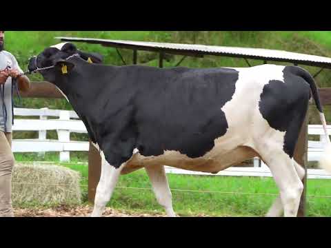 Lote 57 • Leilão Girolando Agropecuária São Pedro • 1813CP