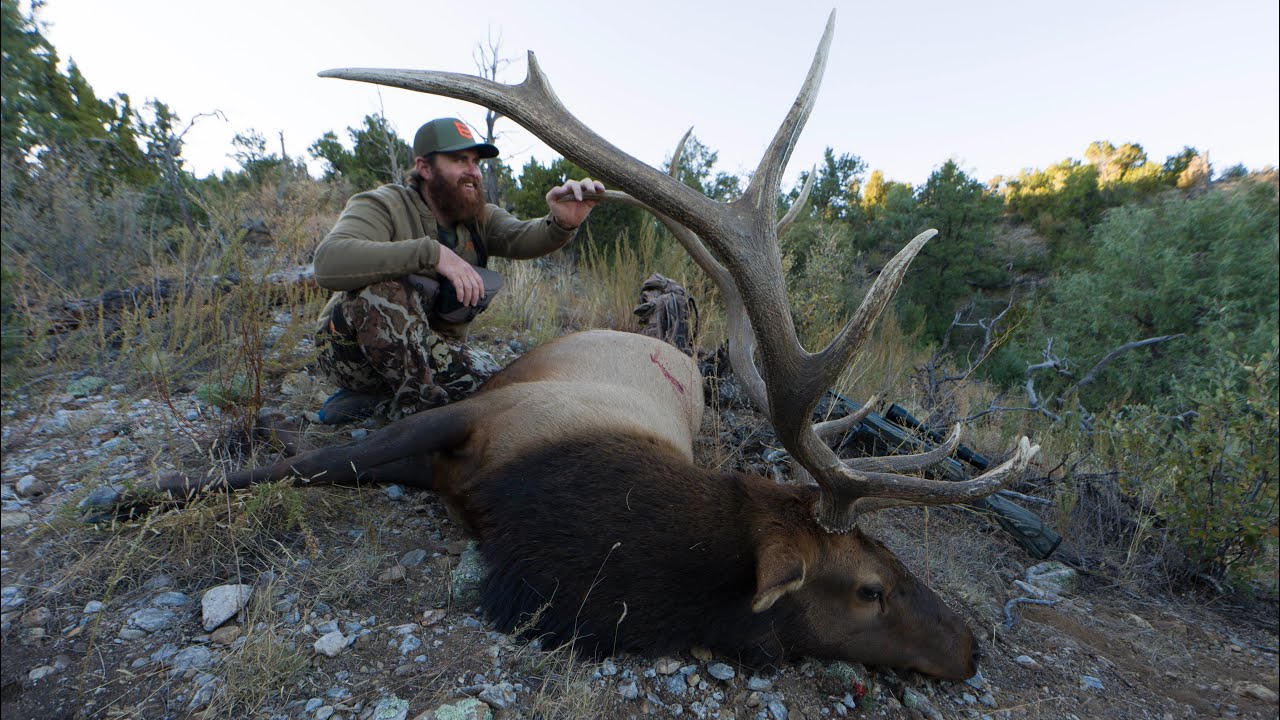 NM BULL DOWN (new mexico elk hunt) YouTube