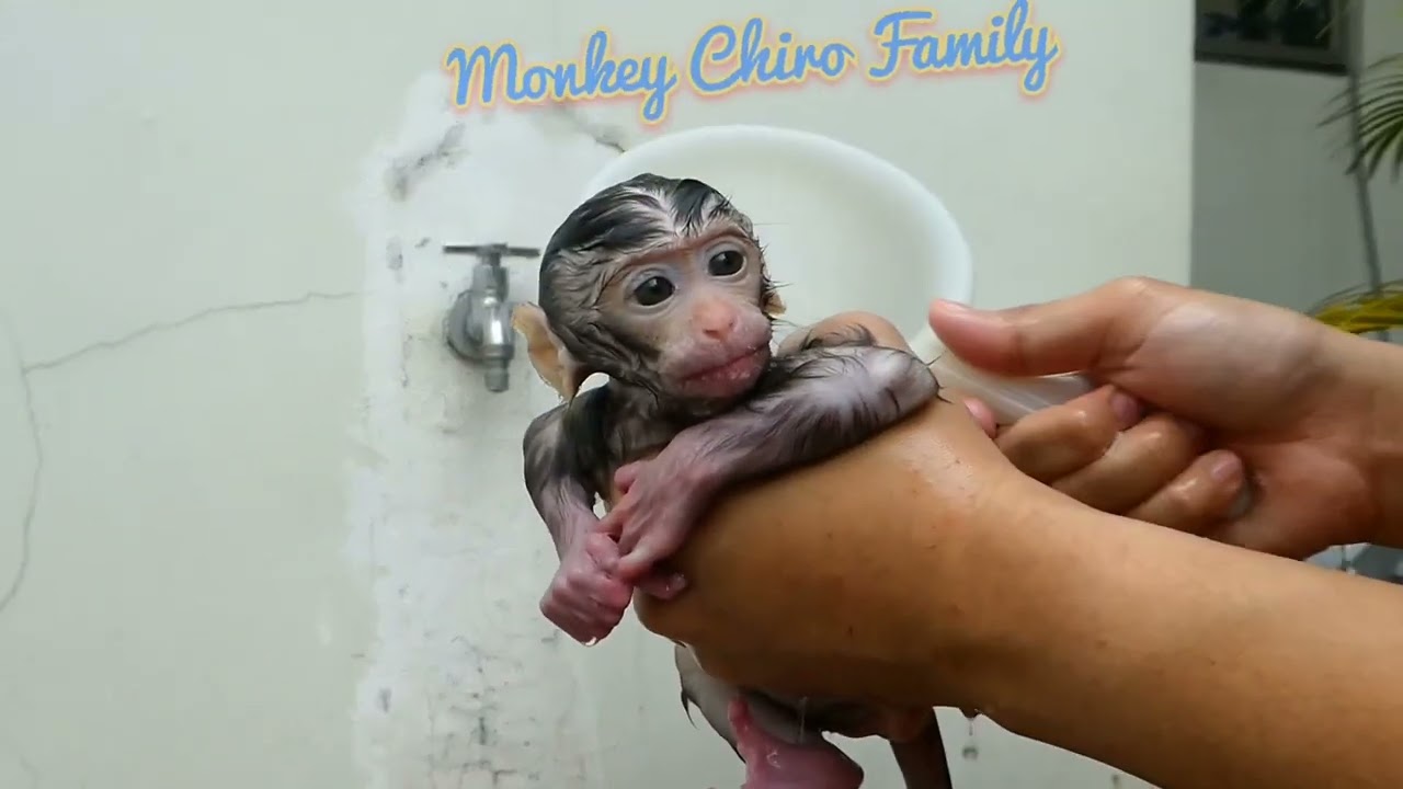Newborn Monkey Girl Happy Bathing