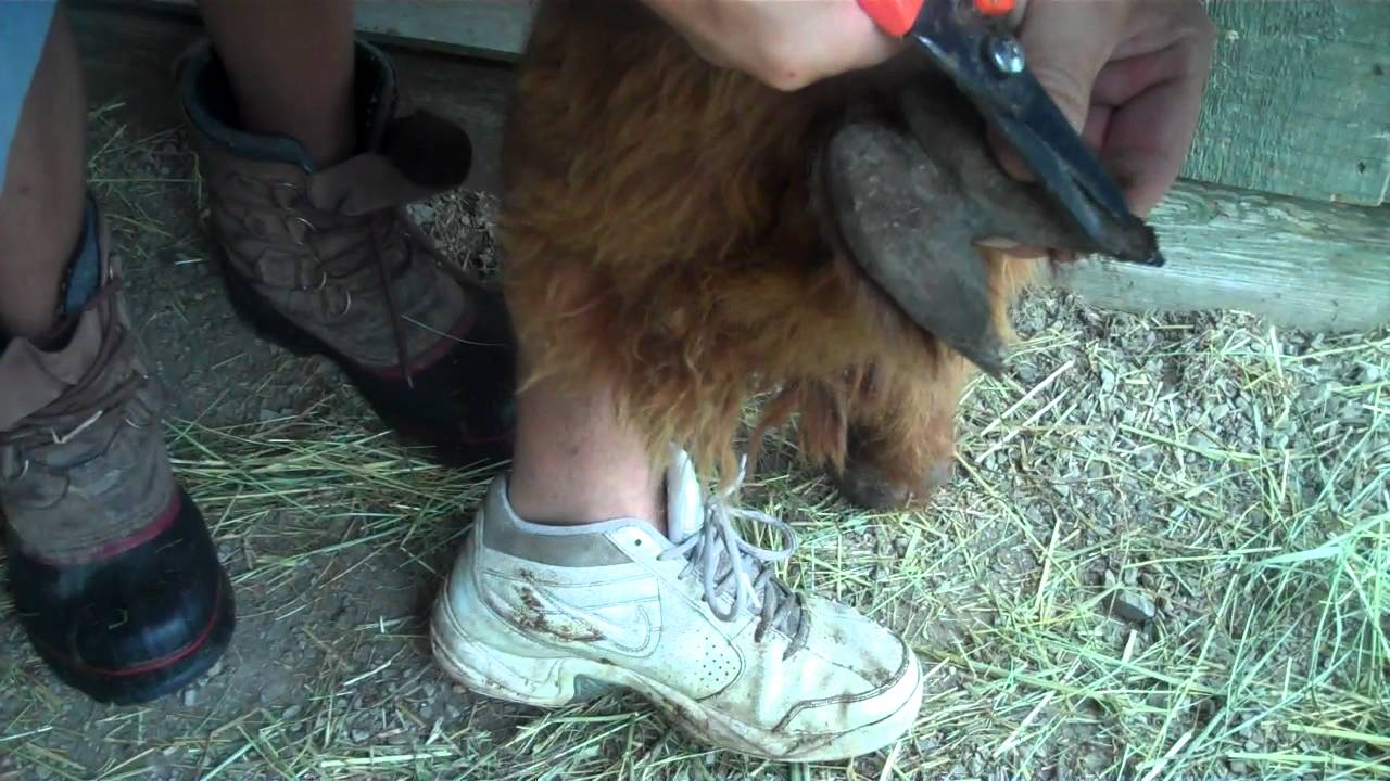 Alpaca Toenail Trim.MP4 - YouTube