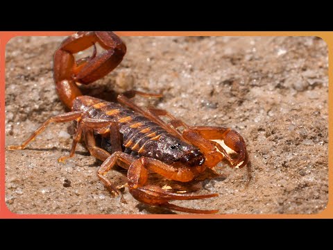 THE MIRACLE MEDICINE HIDDEN INSIDE ANIMAL VENOM