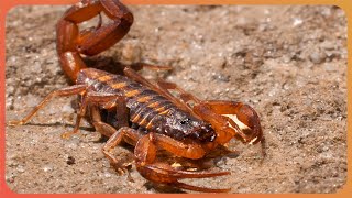 The Miracle Medicine Hidden Inside Animal Venom | 3 Hour Marathon