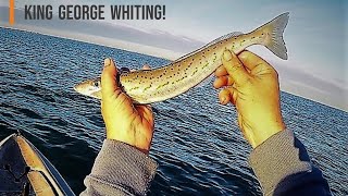 King George Whiting | Tips and Technique.