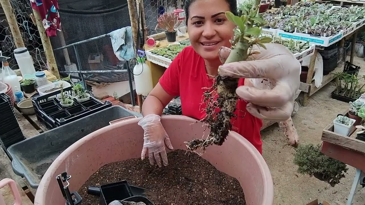 Replante da babys Rosa do deserto 🏜️ feitas por sementes