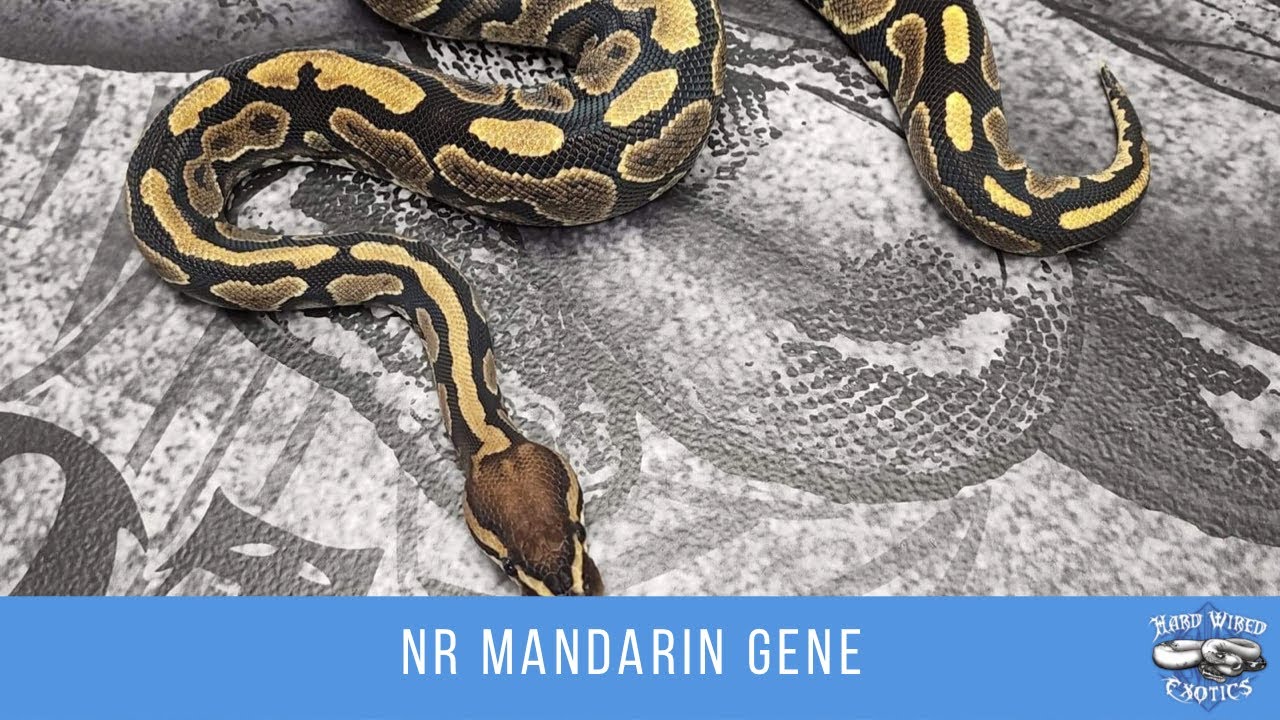 NR Mandarin Gene