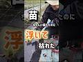 苗、ちゃんと植えたのに浮いて枯れた