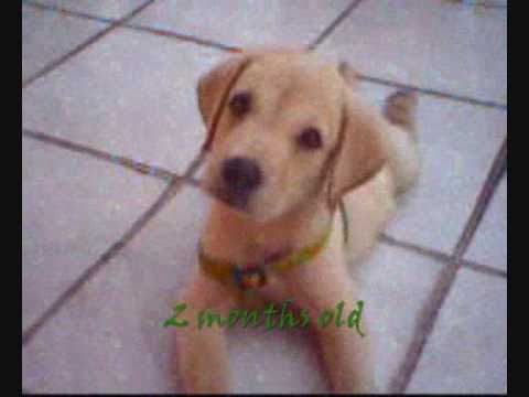 Labrador Batista angel of mine