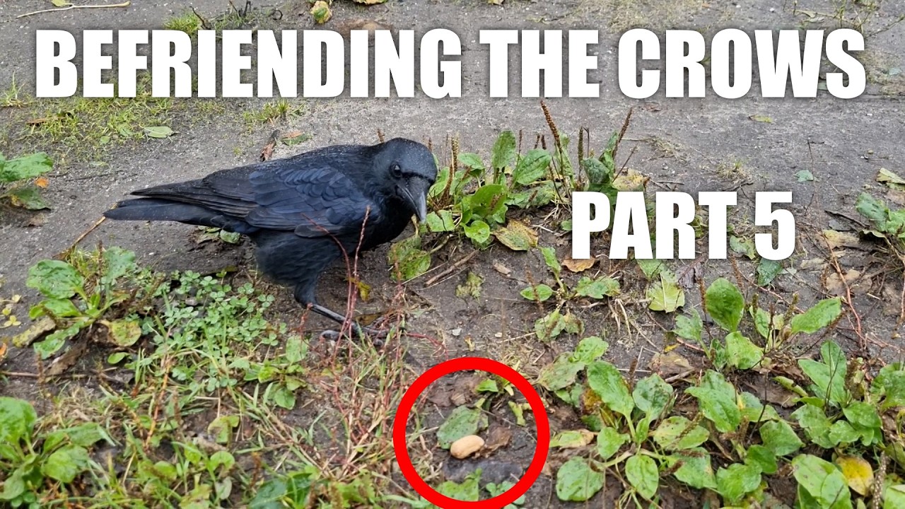 Crow Friend Getting Really Close - Befriending the Crows pt. 5 - YouTube
