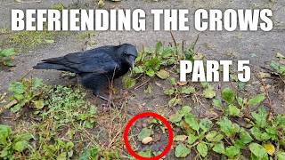Getting Really Close - Befriending the Crows pt. 5