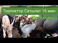 Жаш торпоктор Сатууга чыкты.16 февраль