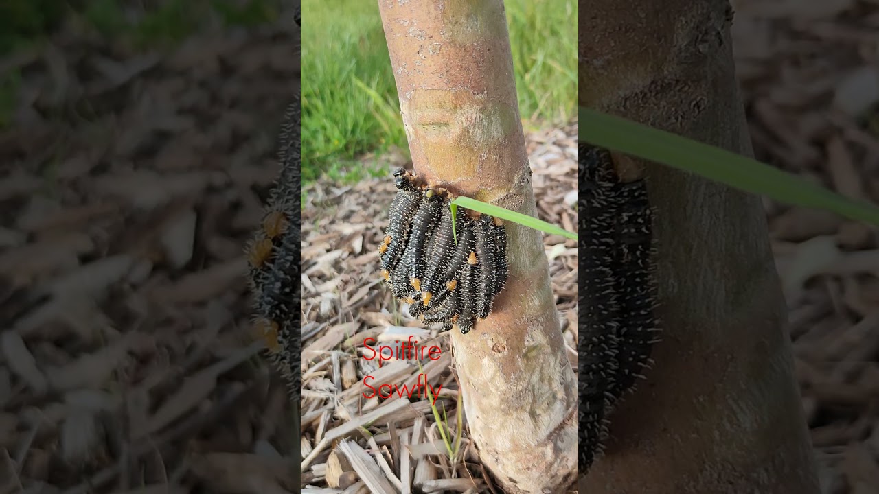 噴火鋸蠅的幼蟲Spitfire Sawfly