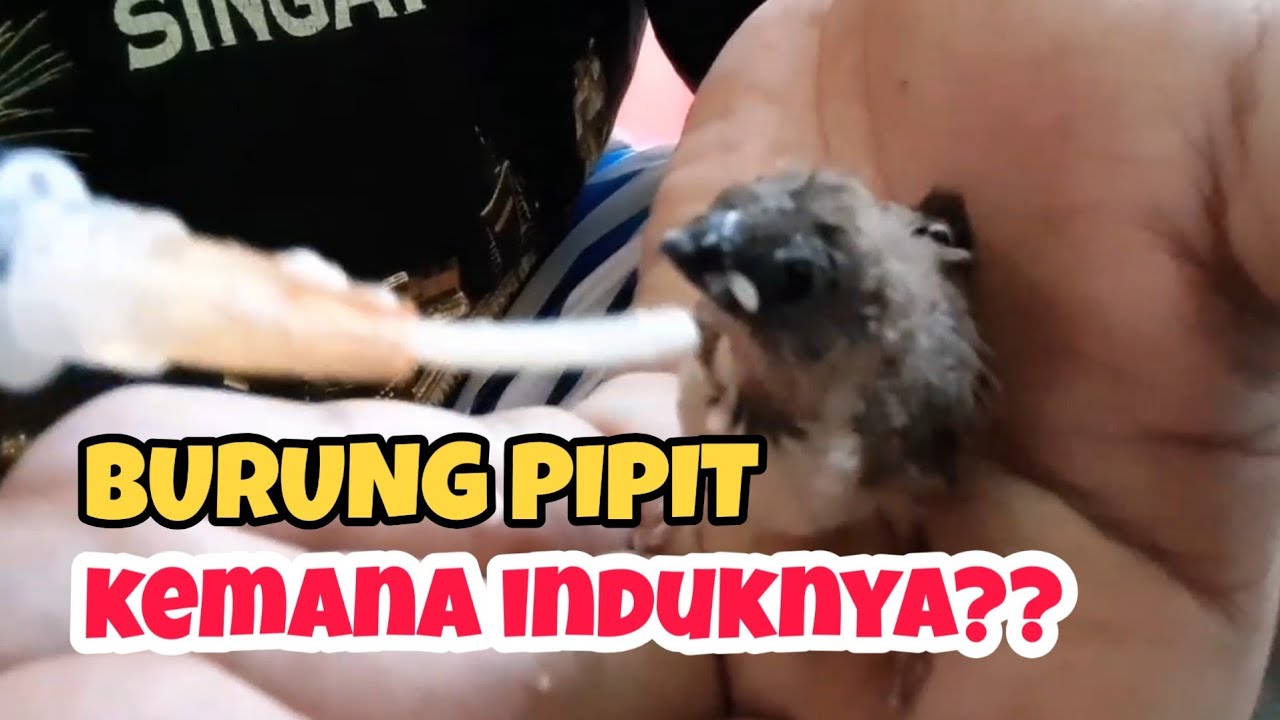 BURUNG PIPIT /EMPRIT YANG JATUH DARI SARANGNYA 