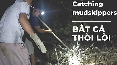 Cách Bắt Cá Thòi Lòi Biển Khổng Lồ | Cuộc Sống Sông Nước | Catching Mudskippers | Thuỳ Dung Vlog #26