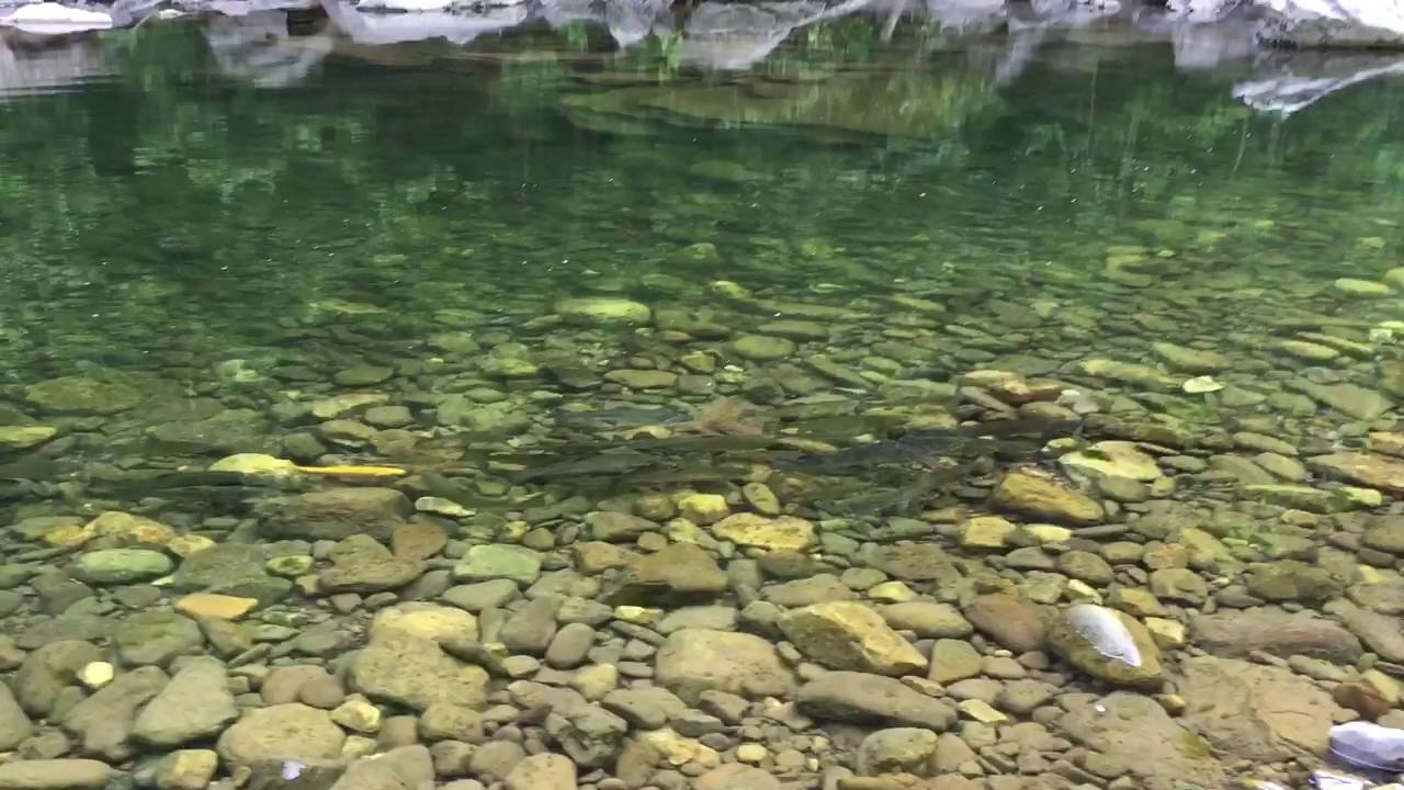 Trout At Harmans Cabins Youtube