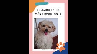 EL LIBRITO DE LA SUERTE DE CUCU #pets #perros #cachorrosdivertidos#musica