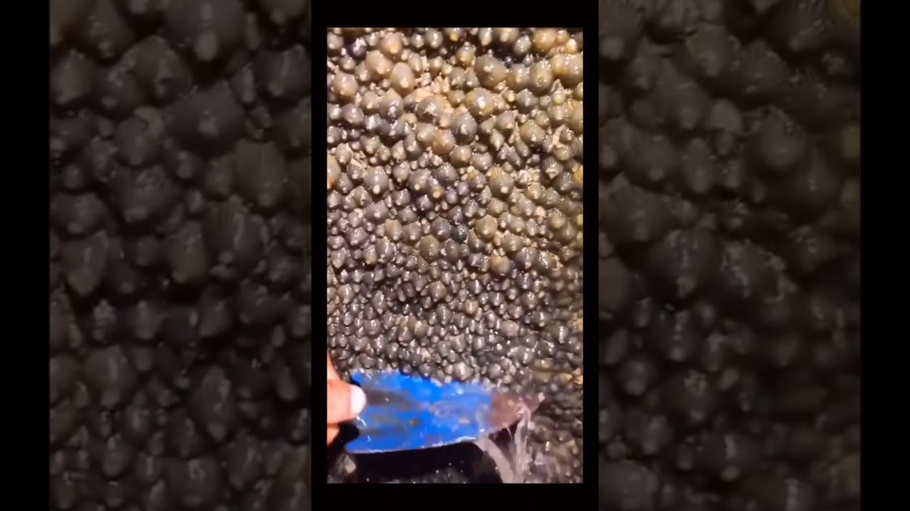 yang phobia bintik2 jngan coba2 lihat ini, bikin mrinding swluruh badan