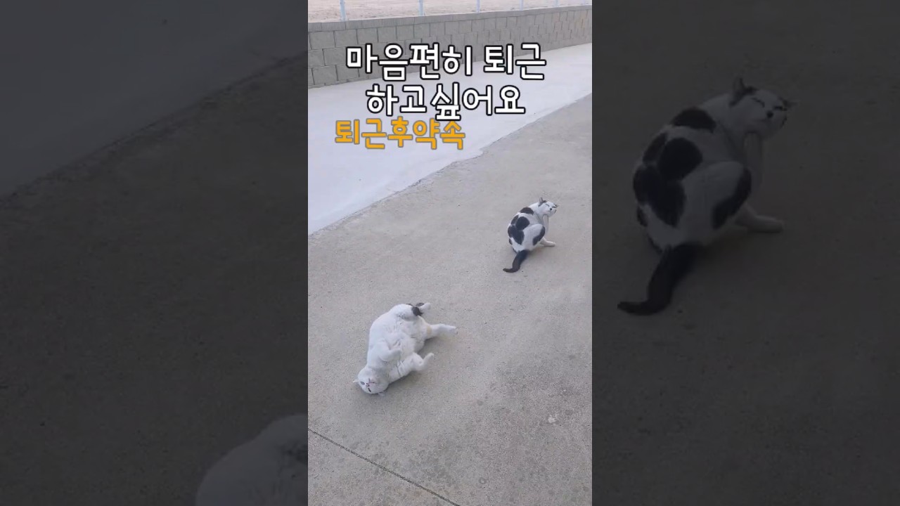 당근하러가다 고양이에게 걸림 #회사고양이 #시골회사복지