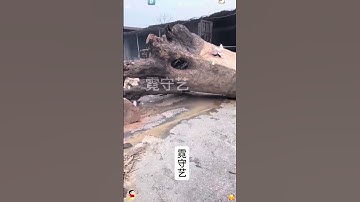 Root Carving Tea Table: A Masterpiece of Craftsmanship