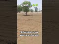 मुंगफली का खेत 🚜🍀☘️🌾🌻🌺#farmar #farming #दंगल #झोटा