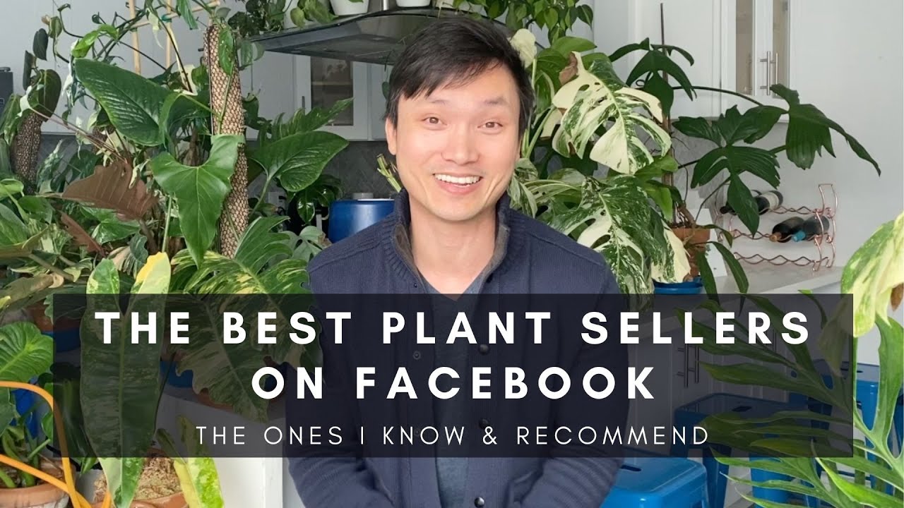 Best Rare Houseplant Sellers on Facebook Tips for Buying Plants on